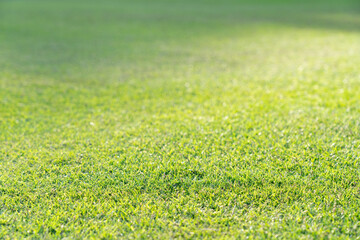 上半分ぼかした芝 コピースペース有り