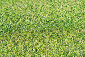 芝生コピースペース有り