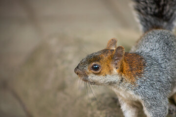 Naklejka na ściany i meble close up of a squirrel