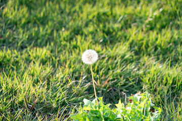 芝生に咲いた一輪のたんぽぽの綿毛
