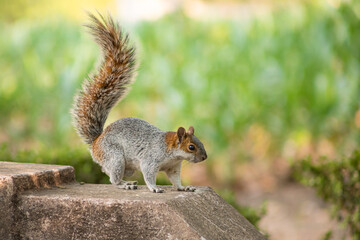 squirrel in the park with green background