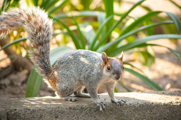 squirrel in the park with green leafs in the background