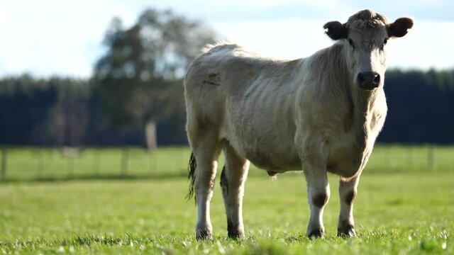 Close up of Stud Beef bulls, cows and calves grazing on grass in a field, in Australia. breeds of cattle include speckled park, murray grey, angus, brangus and wagyu on long pasture in spring and summ