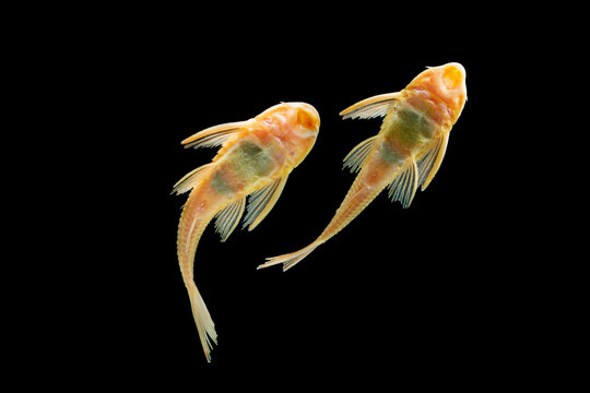 Suckermouth catfish swimming in aquarium  