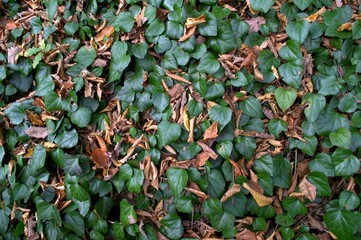 Background and texture. Green leaves mixed with dry yellow leaves.