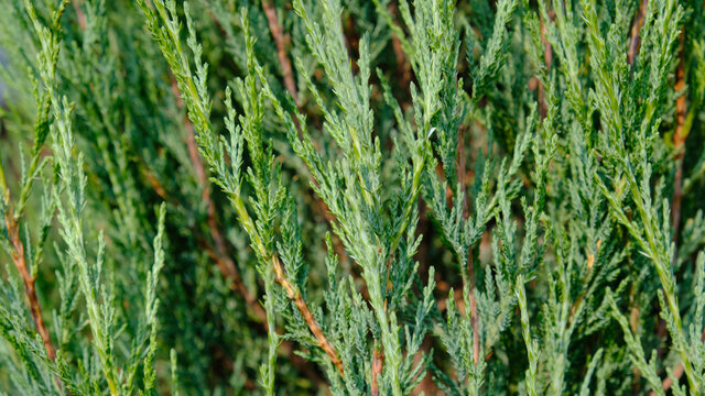 Juniper hedge texture as coniferous natural textured background. Green leaves of Rocky Juniper - Juniperus scopulorum, is coniferous tree. Botanical pattern for graphic design and wallpaper. 