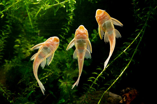 Suckermouth catfish swimming in aquarium  