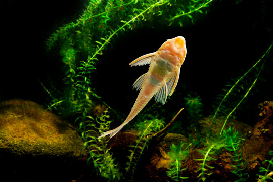 Suckermouth catfish swimming in aquarium  