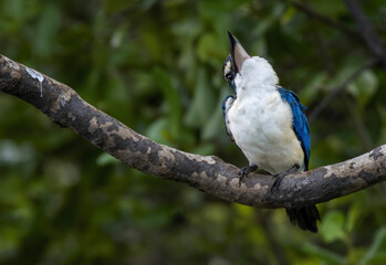 Collared Kingfisher perching on tree branch , Thailand