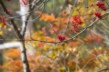  秋の五色沼周辺のハイキングコースで見つけた、赤くてかわいい実