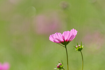 秋の花　コスモス畑