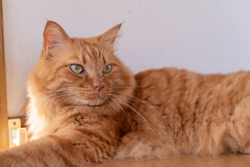 Obraz premium 見つめる猫 茶トラ猫