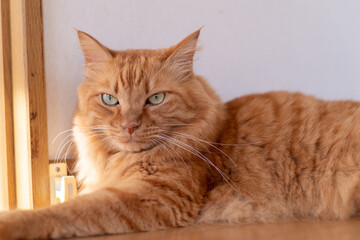 見つめる猫　茶トラ猫