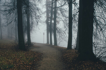 Obraz premium autumn, road, trees, tree, forest, nature, fall, landscape, park, leaves, path, season, foliage, woods, green, sky, yellow, wood, travel, rural, country, leaf, mist, color, fog