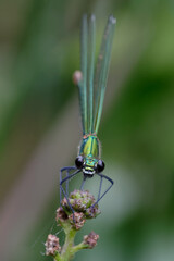 Female Western demoiselle or Yellow-tailed demoiselle (Calopteryx xanthostoma)