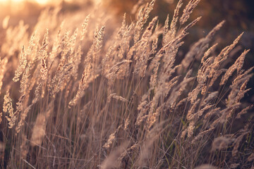Pampas Grass moving in the wind. Dry reed outside in a beautiful sunset light. Soft focus, blurred...