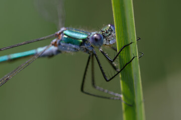 Male emerald damselfly or common spreadwing (Lestes sponsa)