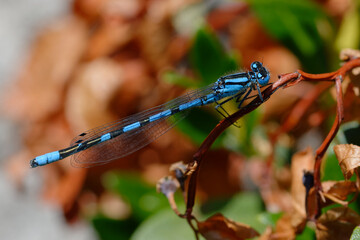 Male Enallagma cyathigerum (Common blue damselfly, Common bluet, or Northern bluet)