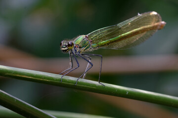 Female Western demoiselle or Yellow-tailed demoiselle (Calopteryx xanthostoma)