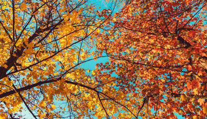 Colorful treetops in autumn season, warm yellow and orange colored leaves
