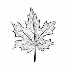 Maple leaf in graphic style on a white background.