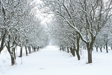Orchard, winter