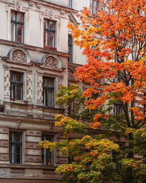 Facade and autumn tree