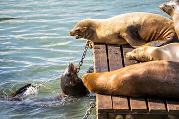 Fototapeta premium Sea Lions at Pier 39 in San Francisco. 