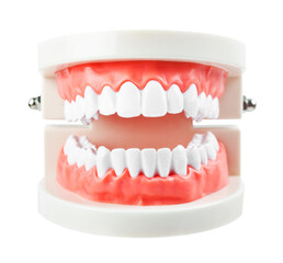 Teeth model isolated on white background.