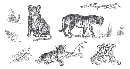 Tiger, tiger cub. Predator with stripes. Vector hand-drawn illustration.