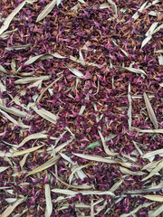Oleander flowers and leaves dried