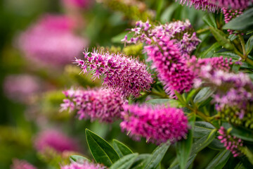 Obraz premium Flowering Butterfly Bush (Buddleia davidii) 
