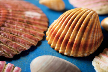 Collection of shells