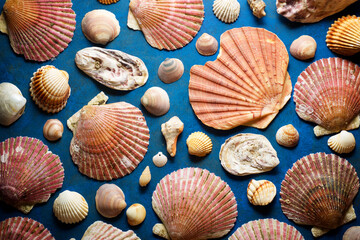 Collection of shells