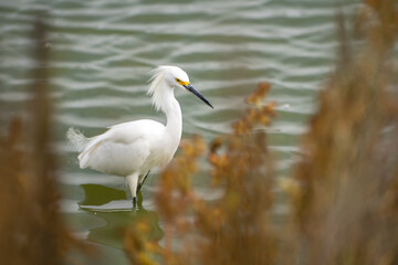 Snowy egret (Egretta thula) walks the shallow lake.