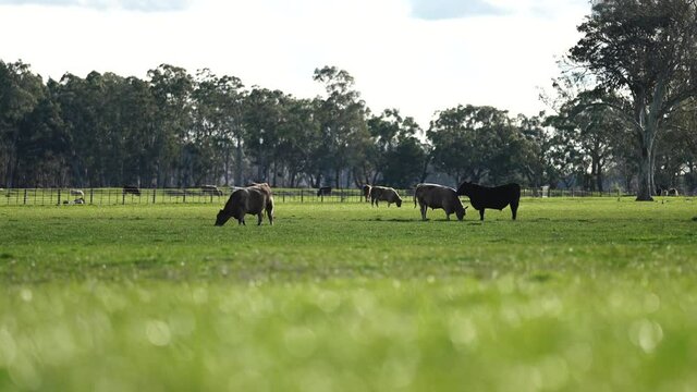 Close up of Stud Beef bulls, cows and calves grazing on grass in a field, in Australia. breeds of cattle include speckled park, murray grey, angus, brangus and wagyu on long pasture in spring and summ