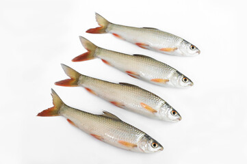 Probarbus jullieni isolated on white background.(Thai name Yi sok)