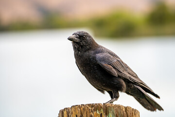 A crow sits on a tree stump. 