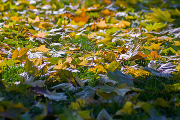 Carpet of leaves