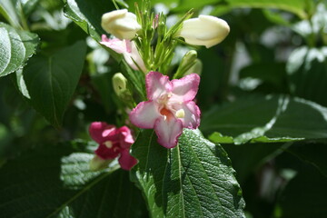 pink and white flowers