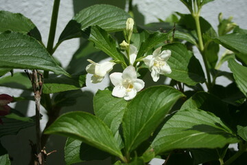 white flowers  and yellow pollens in the park