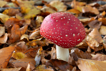 Single fresh Fly amanita mushroom in the woods close up 