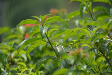 Carphalea kirondron is a genus of flowering plants in the family Rubiaceae, It is endemic to Madagascar. The species Carphalea kirondron has been called flaming beauty.
