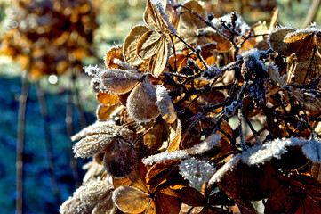 Autumn frost
