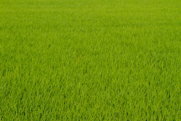 rice field in Beautiful sunrise, Taiwan