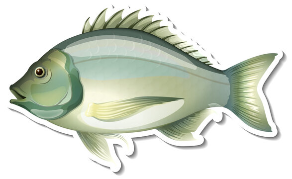 Black bream fish sticker on white background