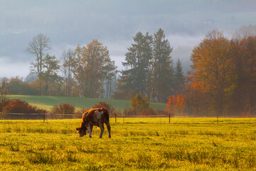 Naklejka premium Grazing cows in the field in the morning, background of the Watzmann mountains in foggy weather, near the town of Berchtesgaden, Bavaria