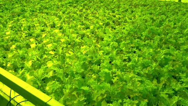 Grow Frize leaf lettuce in a greenhouse. Andivy or Chicory salad lat. Cich rium end via. Curly endive is a useful nutritious plant to eat. Green leaves and bushes. A bunch of vitamin food.
