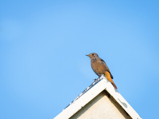 Female redstart on a roof