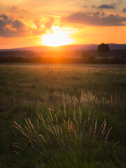  Dried weeds in Backlight. Shallow depth of field. End of Summer Atmosphere. Sunset.